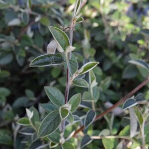 Cotoneaster franchetii 60-80 cm